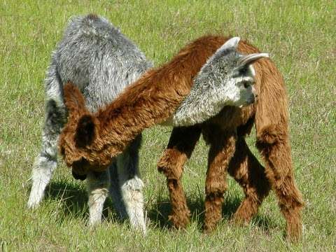 Photo: Coraz Alpacas